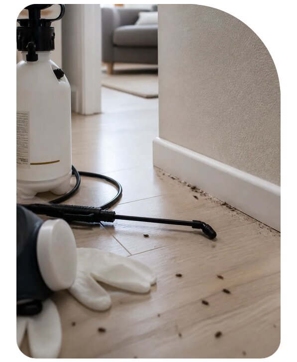 Быстрое уничтожение блох в Тамбове по цене от 2539 р. | Сенат-Тмб